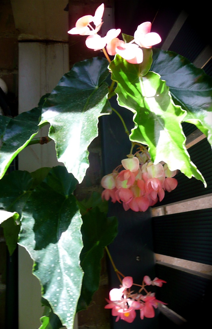 B. ‘Green Cascade’
